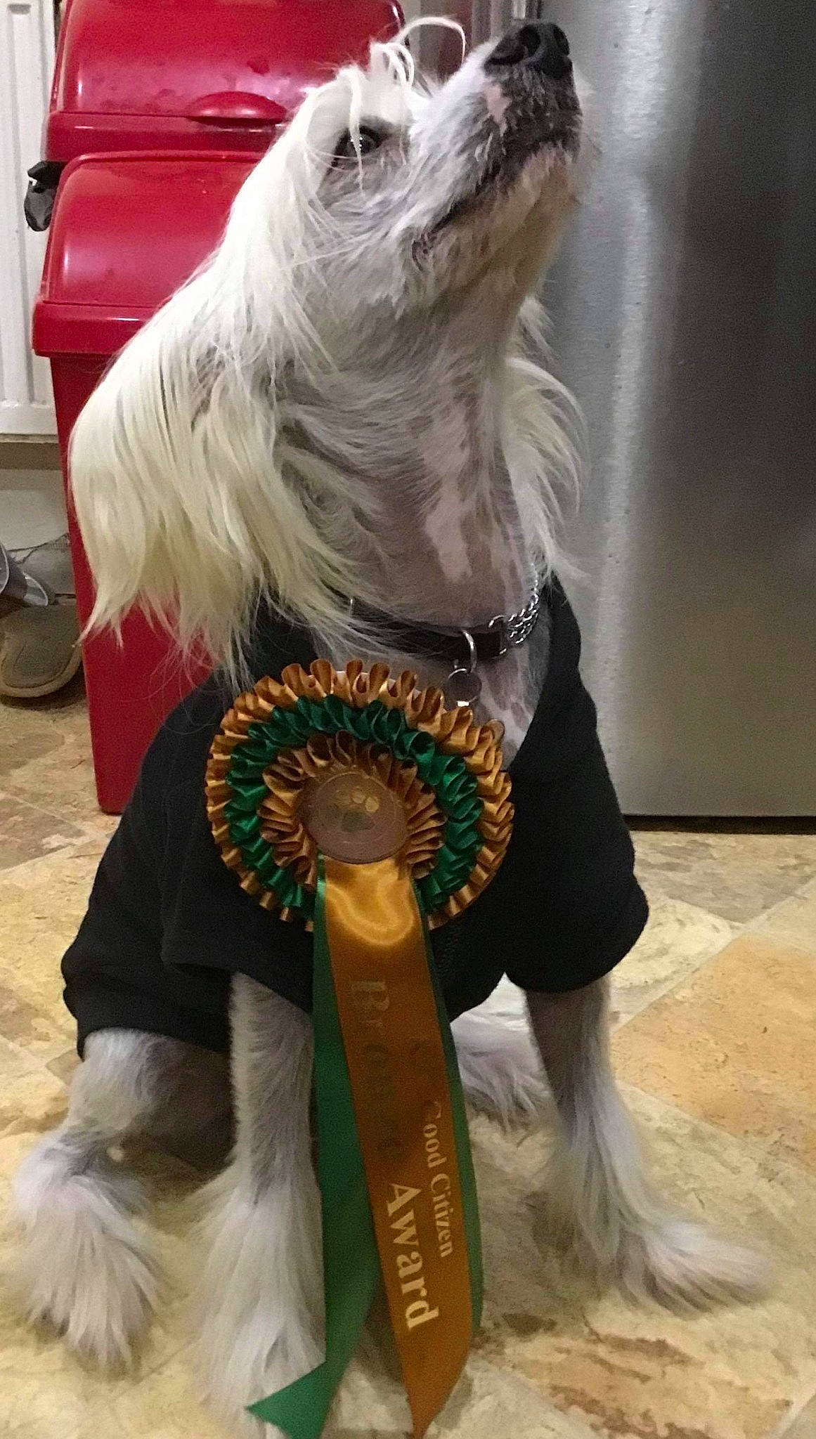 Sky is registered to the contest to win money with this photo: art, beak, companion_dog, costume, costume_design, dog_breed, event, fawn, feather, fictional_character, fur, natural_material, tail, wing, working_animal