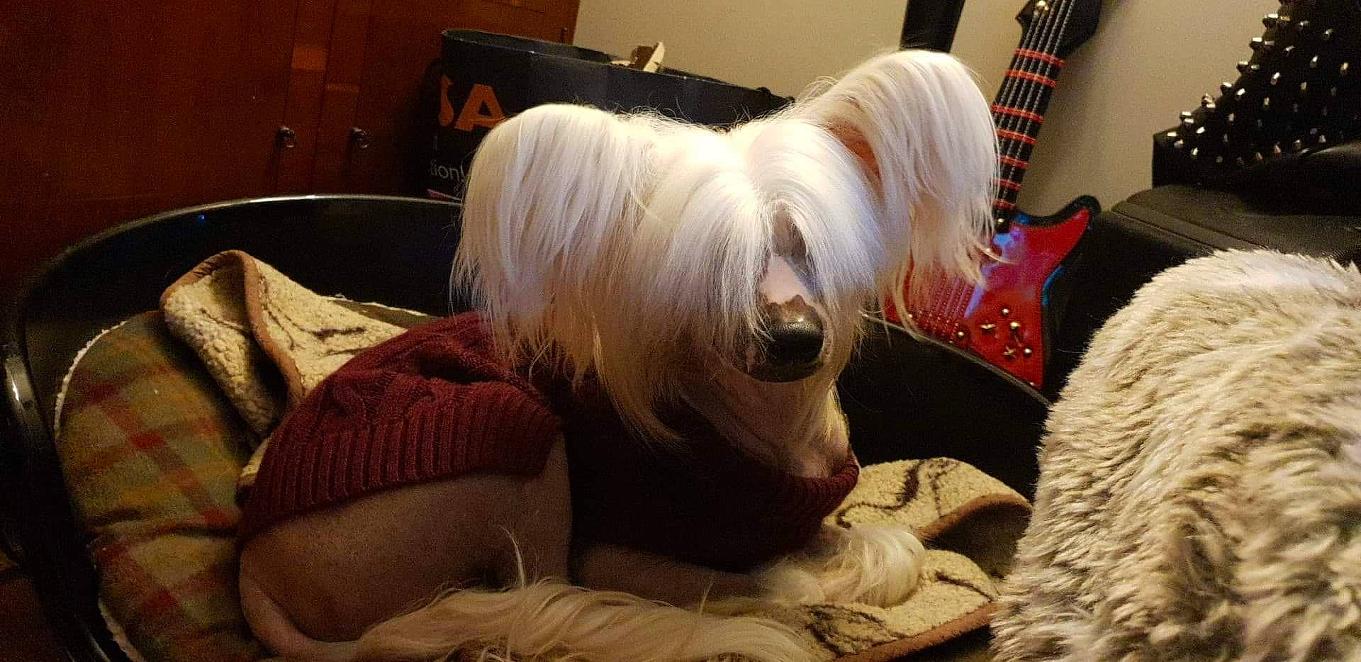 Sky joined the competition — help win amazing prizes! canidae, carnivore, chinese_crested_dog, companion_dog, costume, dog, dog_breed, dog_supply, event, eyewear, fur, small_terrier, sporting_group, tail, terrestrial_animal, terrier, toy_dog, whiskers, wood, working_animal