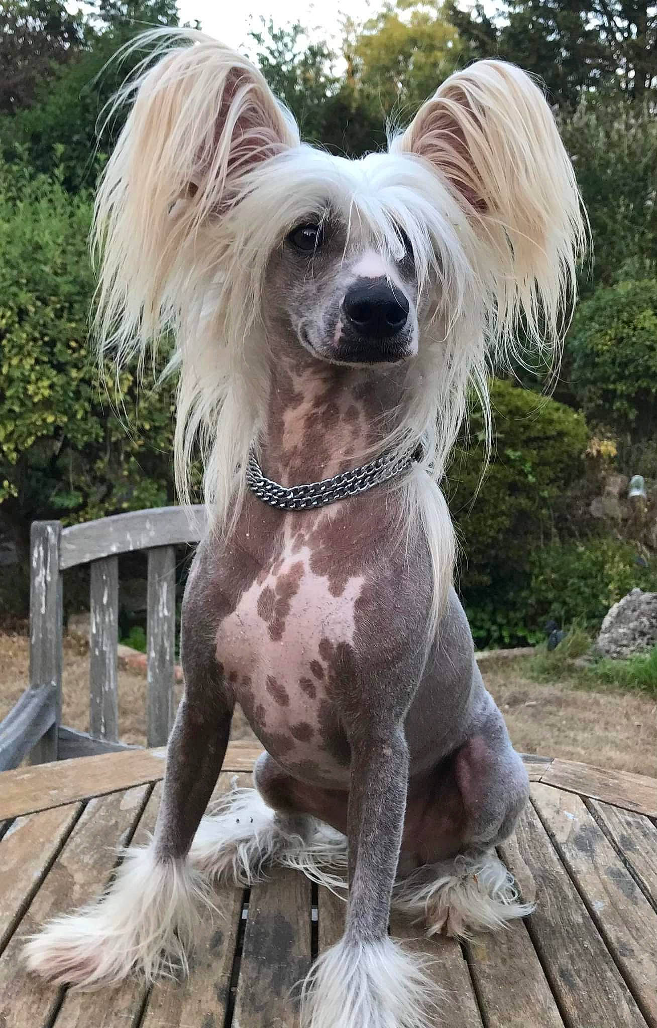 Sky is registered to the contest to win money with this photo: canidae, carnivore, chinese_crested_dog, companion_dog, dog, dog_breed, fawn, fur, grass, horse, liver, pet_supply, plant, snout, sporting_group, tail, terrestrial_animal, tree, wood, working_animal