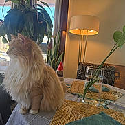 Addy joined the competition — help win amazing prizes! cat, chair, cozy, decor, domestic_cat, floor_lamp, fluffy_cat, furniture, glass_vase, home_interior, indoor, leaf, orange_cat, pet, placemat, plant, sunlight, table, tablecloth, window