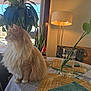 cat, chair, cozy, decor, domestic_cat, floor_lamp, fluffy_cat, furniture, glass_vase, home_interior, indoor, leaf, orange_cat, pet, placemat, plant, sunlight, table, tablecloth, window