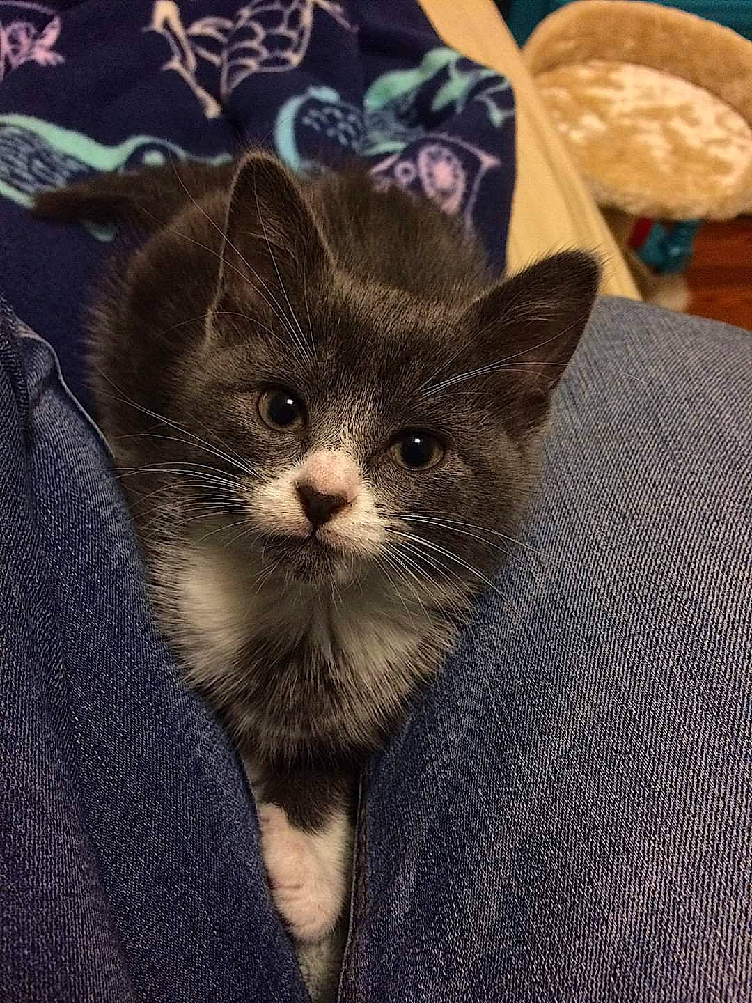 Nika is registered to the contest to win money with this photo: asian, carnivore, cat, domestic_short_haired_cat, european_shorthair, fawn, felidae, fur, kitten, mammal, nebelung, small_to_medium_sized_cats, tabby_cat, vertebrate, whiskers