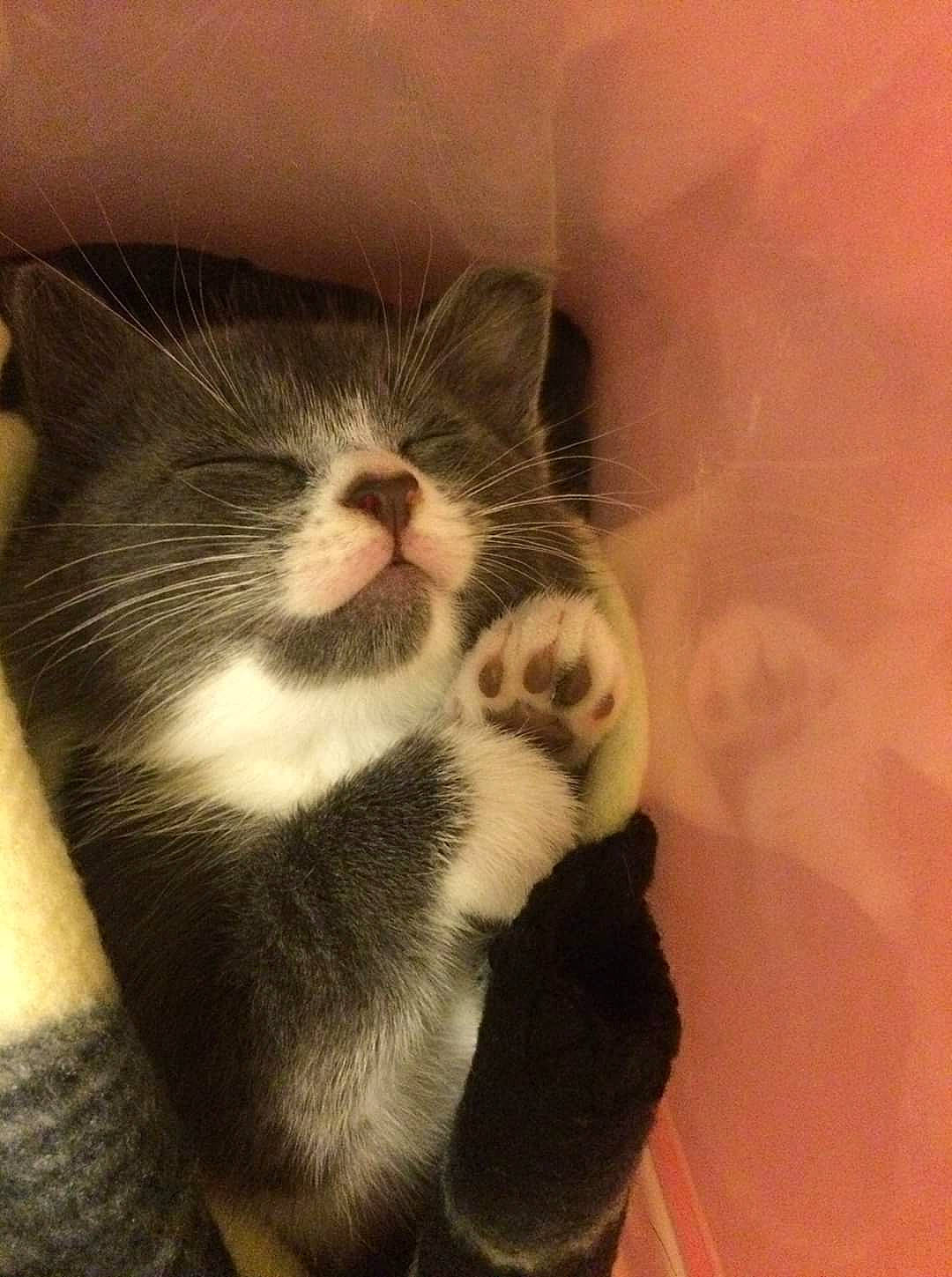 Nika is registered to the contest to win money with this photo: carnivore, cat, domestic_short_haired_cat, european_shorthair, felidae, fur, kitten, nose, paw, polydactyl_cat, small_to_medium_sized_cats, snout, tail, whiskers