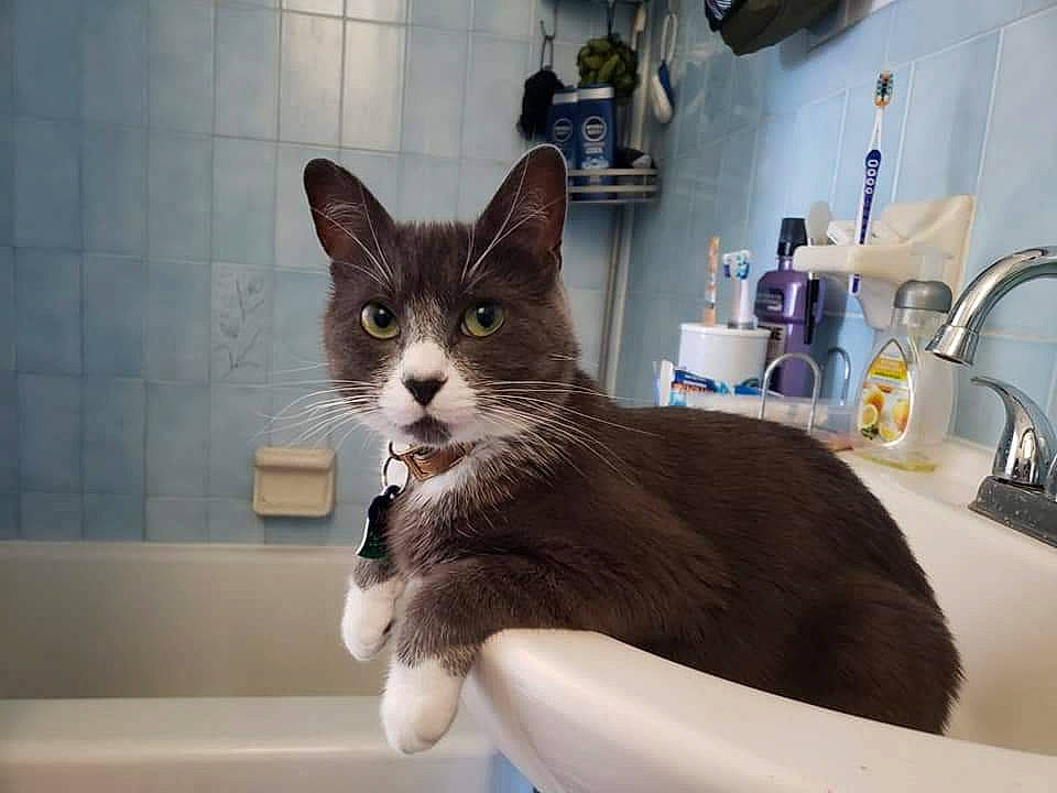 Nika joined the competition — help win amazing prizes! aegean_cat, american_wirehair, asian, bathtub, carnivore, cat, domestic_short_haired_cat, european_shorthair, felidae, kitten, mammal, ojos_azules, plumbing_fixture, room, sink, small_to_medium_sized_cats, whiskers