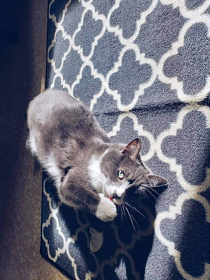 Nika joined the competition — help win amazing prizes! american_shorthair, american_wirehair, asian, carnivore, cat, domestic_short_haired_cat, ear, egyptian_mau, european_shorthair, felidae, fur, kitten, organism, paw, polydactyl_cat, small_to_medium_sized_cats, snout, tabby_cat, tail, whiskers