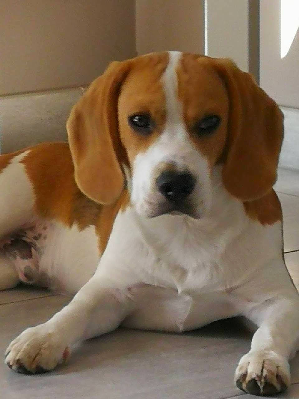 Clapton participe au concours pour gagner de l'argent avec cette photo : american_foxhound, artois_hound, beagle, beagle_harrier, beaglier, canidae, carnivore, companion_dog, dog, dog_breed, english_foxhound, estonian_hound, finnish_hound, hamiltonstovare, harrier, mammal, pocket_beagle, serbian_tricolour_hound, snout, vertebrate