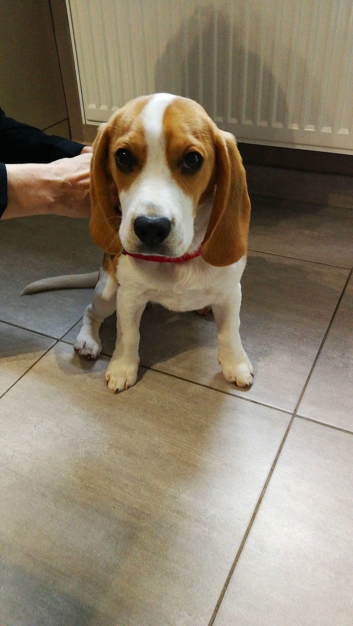 Clapton participe au concours pour gagner de l'argent avec cette photo : american_foxhound, basset_artesien_normand, beagador, beagle, beagle_harrier, beaglier, canidae, carnivore, companion_dog, dog, dog_breed, estonian_hound, finnish_hound, harrier, hound, mammal, pocket_beagle, scent_hound, snout, vertebrate