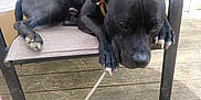 Joker is registered to the contest to win money with this photo: dog, black_dog, chair, wooden_deck, paws, collar, relaxed, outdoor, pet, animal, resting, side_view, fur, nails, daylight, leisure, closeup, canine, domestic_animal, summer