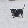 Joker is registered to the contest to win money with this photo: dog, snow, outdoor, pet, winter, black_dog, white_patch, yard, cold, animal, canine, fur, standing, tail, curious, snowy_ground, background, fence, daytime, nature