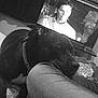 dog, resting, black_dog, leg, person, television, screen, face, indoor, monochrome, couch, collar, relaxing, shadow, furniture, closeup, home, comfort, casual, portrait