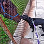 dog, horse, chain_link_fence, leash, sidewalk, grass, animal_interaction, brown_horse, black_dog, blue_halter, rusty_fence, outdoor, pet, canine, equine, nature, curious, snout_to_snout, daylight, walk