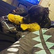 Joker is registered to the contest to win money with this photo: dog, plush_toy, yellow, bed, blanket, indoor, cuddling, black_dog, collar, studs, television, screen, furniture, comfort, relaxation, toy, animal, soft, resting, room