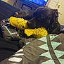 dog, plush_toy, yellow, bed, blanket, indoor, cuddling, black_dog, collar, studs, television, screen, furniture, comfort, relaxation, toy, animal, soft, resting, room