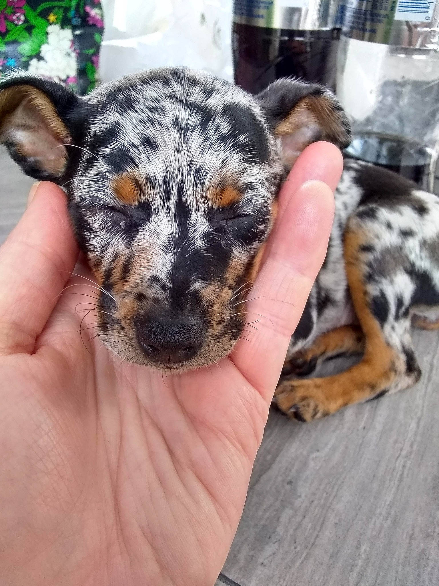 Addy joined the competition — help win amazing prizes! australian_cattle_dog, canidae, carnivore, companion_dog, dog_breed, fawn, felidae, finger, fur, guard_dog, hand, herding_dog, nail, paw, snout, sporting_group, terrestrial_animal, whiskers, wildlife, window