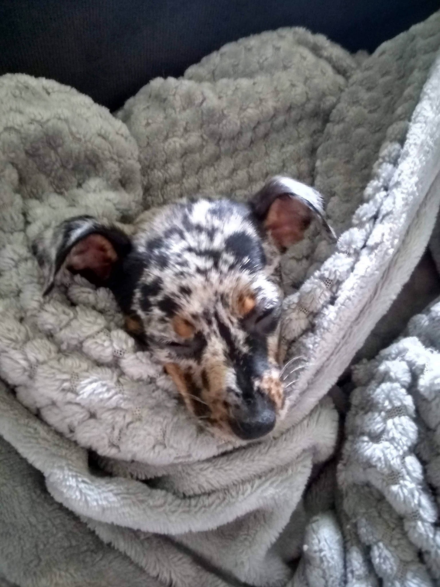 Addy is registered to the contest to win money with this photo: canidae, carnivore, comfort, companion_dog, couch, dog, dog_breed, fawn, felidae, fur, nap, paw, small_to_medium_sized_cats, snout, sporting_group, tail, terrestrial_animal, vertebrate, whiskers, wildlife