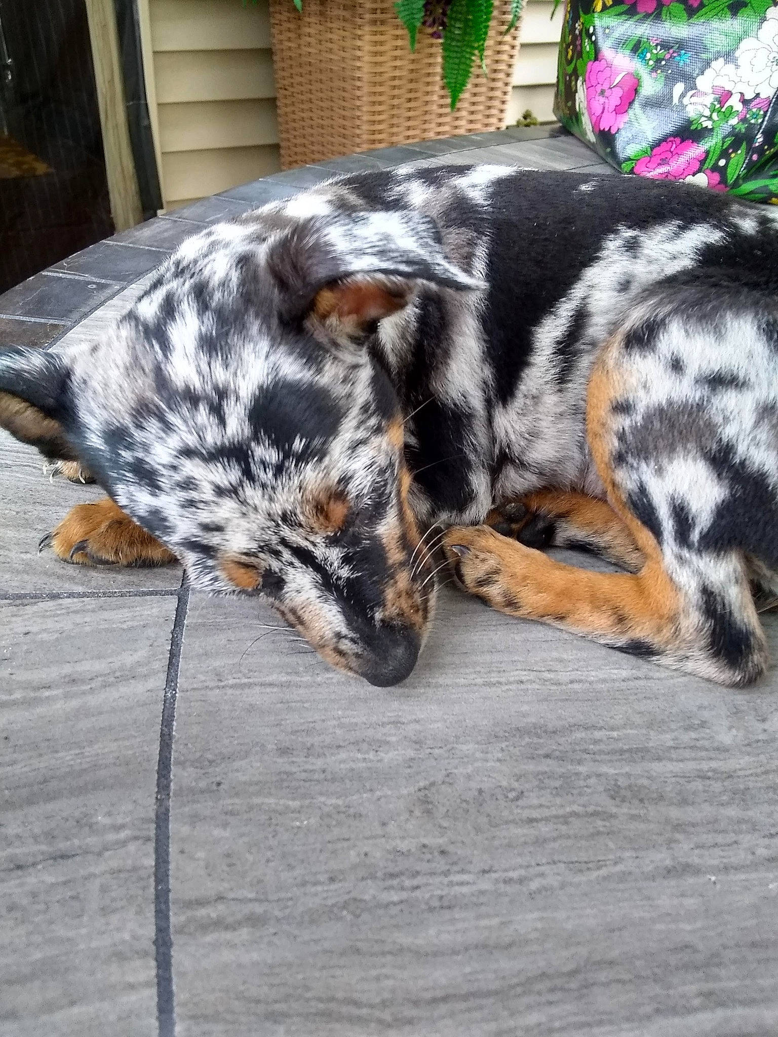 Addy is registered to the contest to win money with this photo: australian_cattle_dog, carnivore, companion_dog, dog, dog_breed, fur, grass, herding_dog, plant, snout, sporting_group, tail, terrestrial_animal, whiskers, working_animal, working_dog