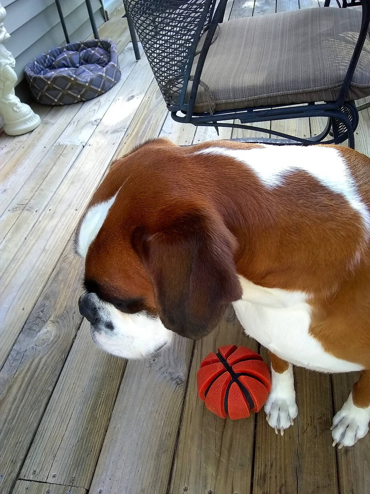 Elsa is registered to the contest to win money with this photo: ball, carnivore, chair, comfort, companion_dog, dog, dog_breed, fawn, flooring, football, fur, hardwood, hound, liver, scent_hound, snout, sporting_group, tail, wood, working_animal