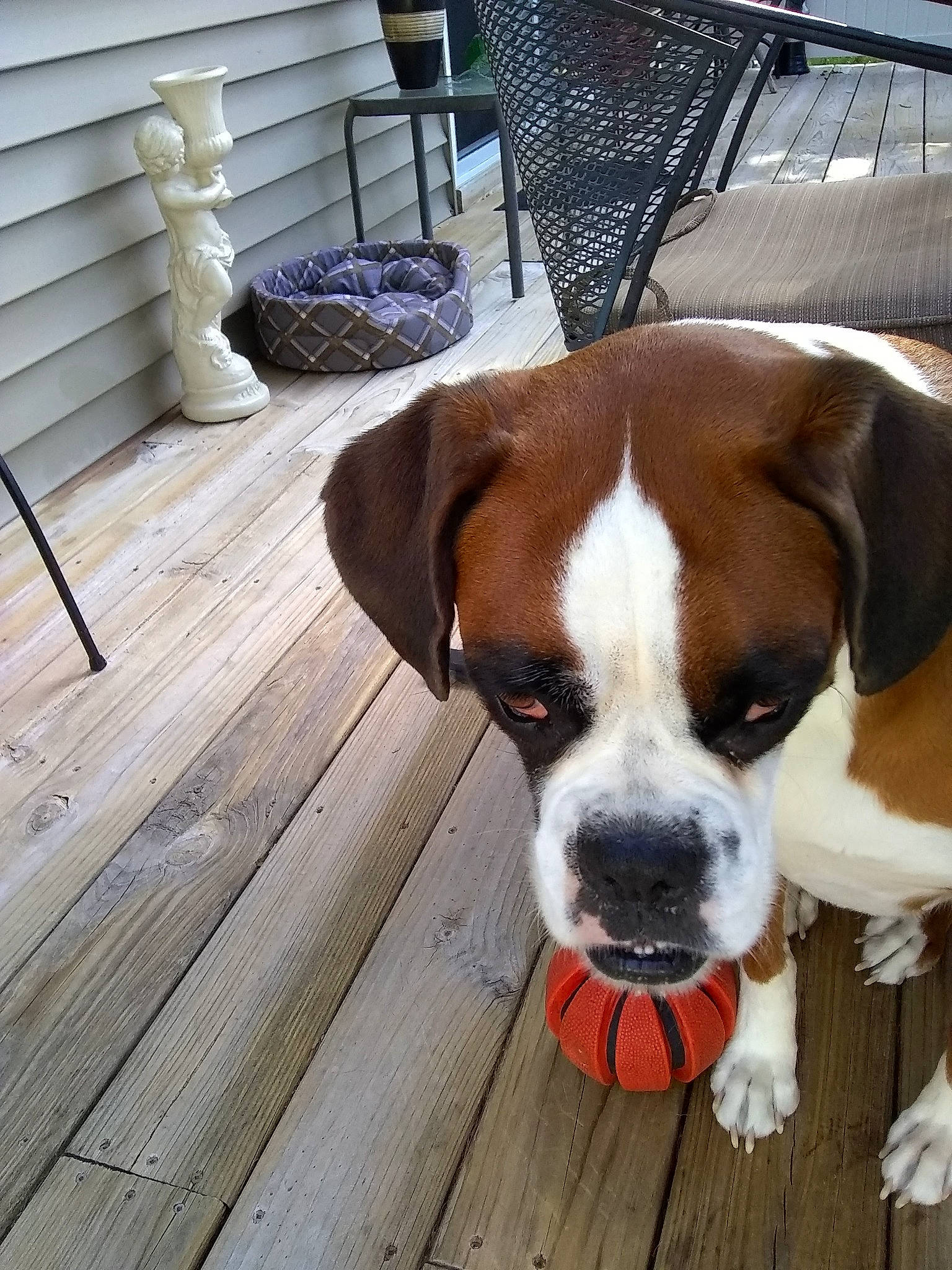 Elsa joined the competition — help win amazing prizes! canidae, carnivore, chair, collar, companion_dog, dog, dog_breed, fawn, flooring, hardwood, home, outdoor_furniture, plank, plant, snout, sporting_group, whiskers, wood, wood_stain, working_animal