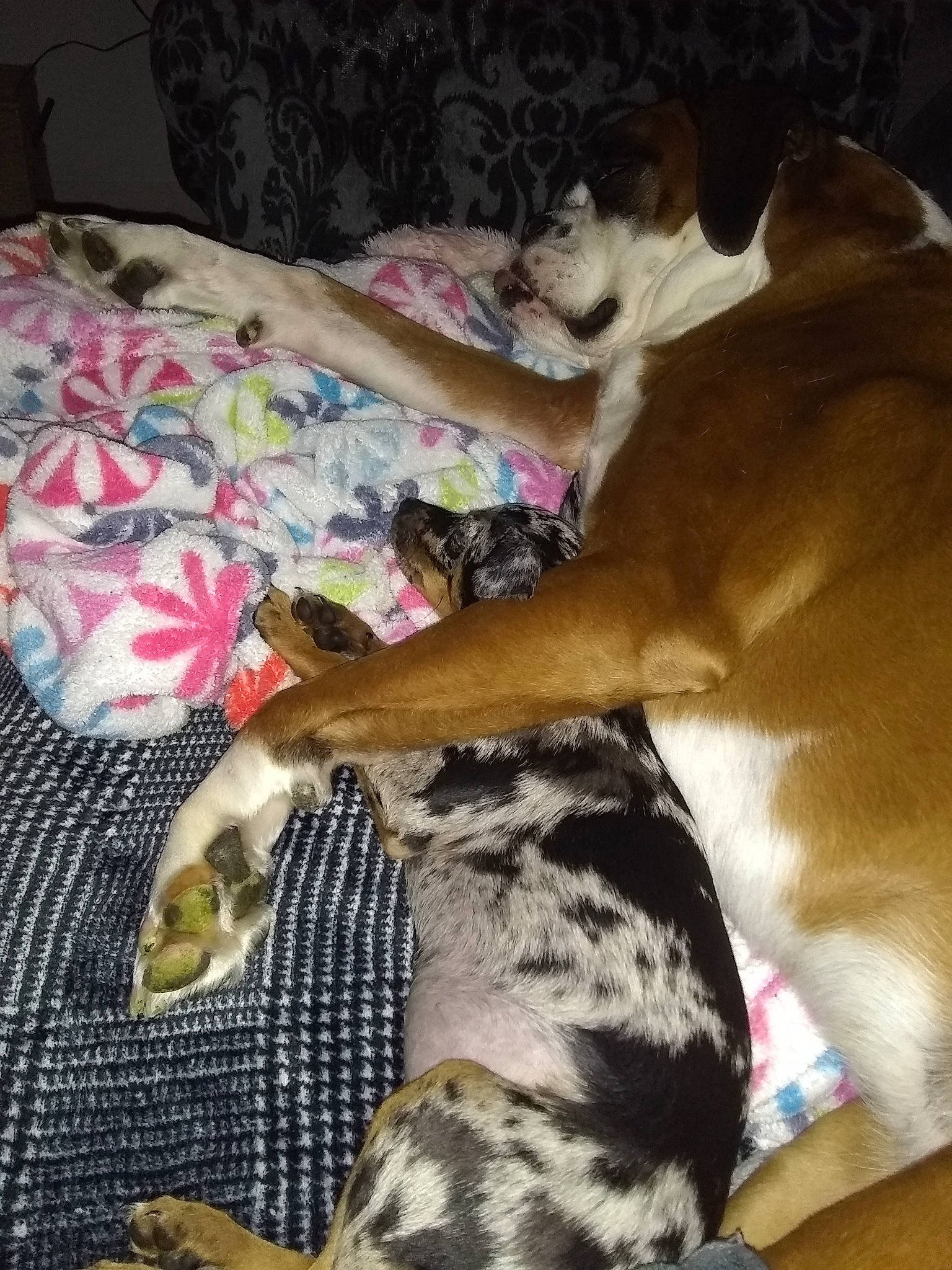 Elsa is registered to the contest to win money with this photo: canidae, carnivore, comfort, companion_dog, couch, dog, dog_breed, fawn, felidae, fur, hardwood, linens, mammal, nap, paw, puppy, snout, sporting_group, vertebrate, whiskers