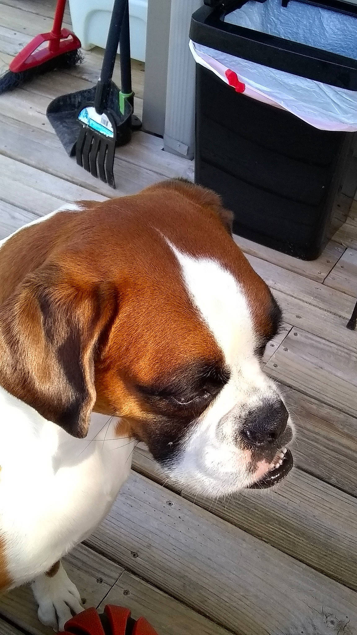 Elsa joined the competition — help win amazing prizes! canidae, carnivore, collar, companion_dog, dog, dog_breed, dog_collar, fawn, fur, hat, liver, mirror, plant, snout, sporting_group, tail, whiskers, window, wood, working_animal