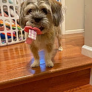 Amy Norman is registered to the contest to win money with this photo: dog, toy, wooden_floor, stairs, laundry_basket, indoor, pet, small_dog, furry, playful, brown_fur, white_paws, household, door, home_interior, cute, animal, standing, carpet, background_blur