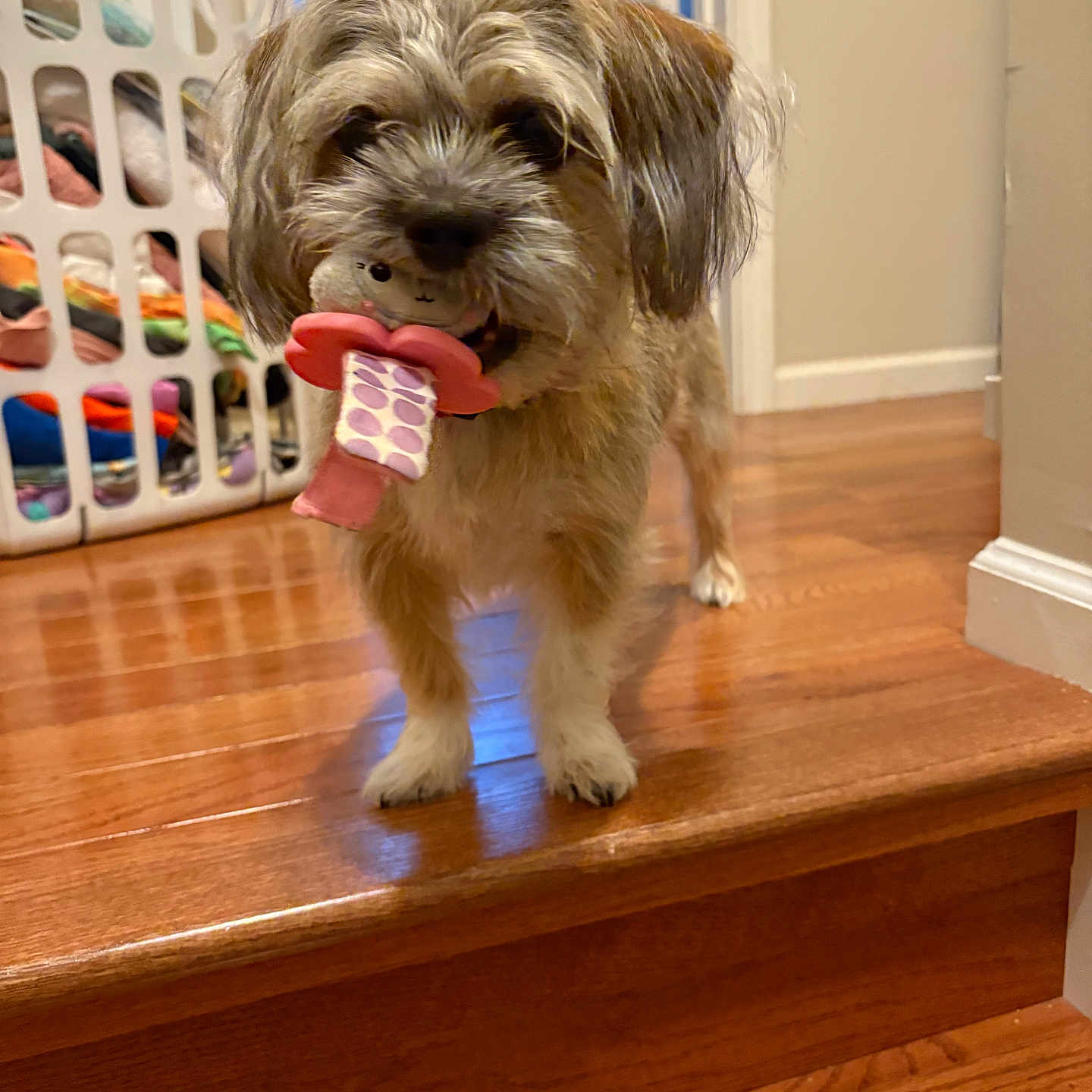 Amy Norman is registered to the contest to win money with this photo: animal, background_blur, brown_fur, carpet, cute, dog, door, furry, home_interior, household, indoor, laundry_basket, pet, playful, small_dog, stairs, standing, toy, white_paws, wooden_floor