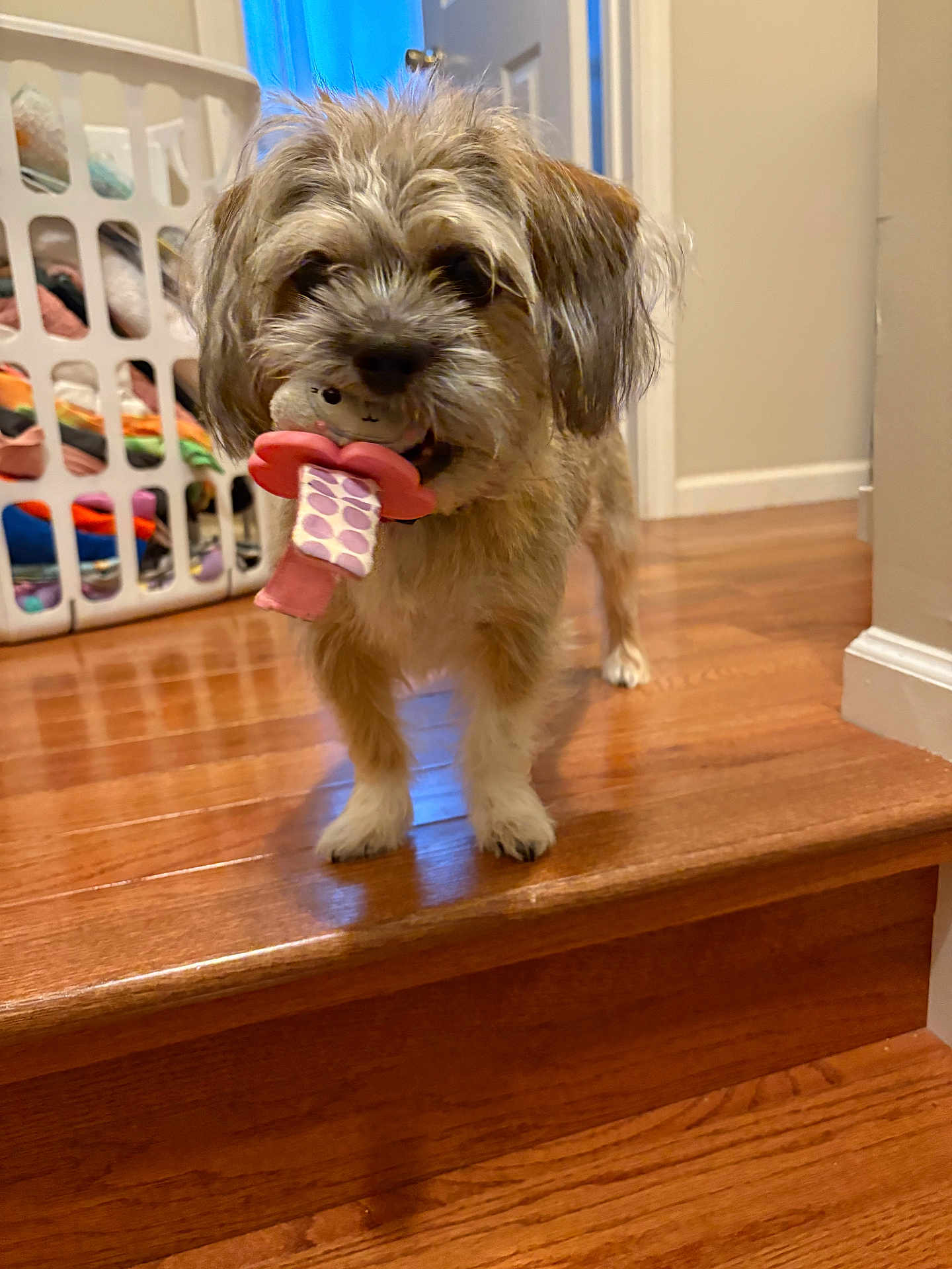 Amy Norman is registered to the contest to win money with this photo: dog, toy, wooden_floor, stairs, laundry_basket, indoor, pet, small_dog, furry, playful, brown_fur, white_paws, household, door, home_interior, cute, animal, standing, carpet, background_blur