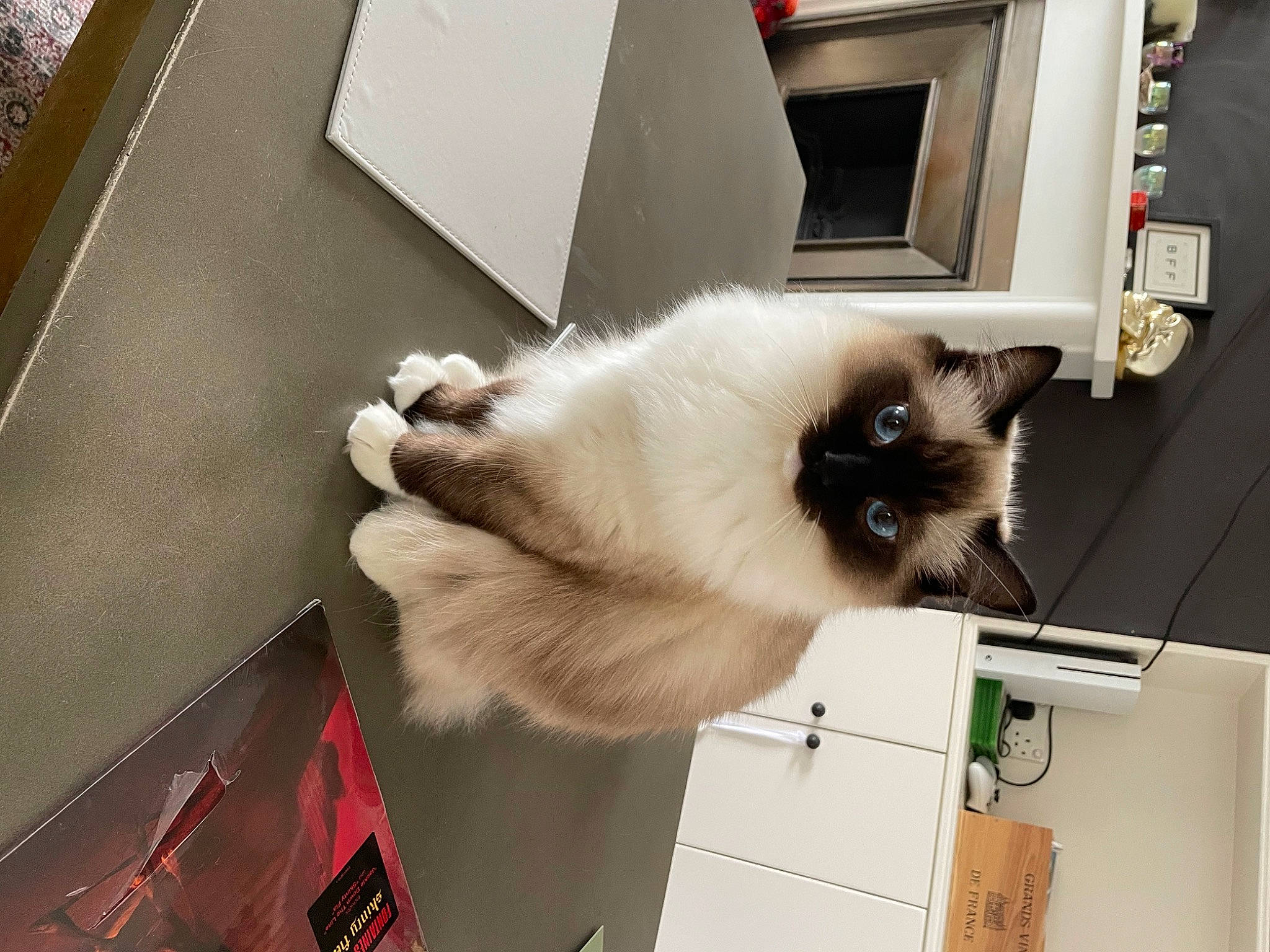 Fifi is registered to the contest to win money with this photo: balinese, birman, box, carnivore, cat, fawn, felidae, flooring, fur, siamese, small_to_medium_sized_cats, tail, thai, whiskers