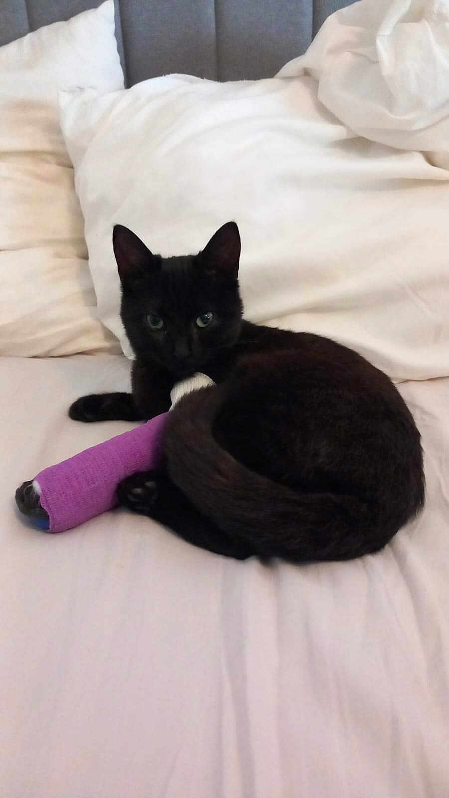 Suzie a rejoint le concours — aidez-le/la à gagner de superbes lots ! black_cat, cast, bed, white_bedspread, pillow, injured_pet, pet, animal, resting, domestic_cat, indoor, feline, looking_at_camera, purple_cast, comfort, soft_bedding, cute, recovery, healing, pet_care