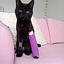 cat, black_cat, cast, injury, purple_cast, couch, pink_couch, pillows, heart_garland, indoor, pet, feline, green_eyes, animal, resting, cute, cozy, home, recovery, comfort