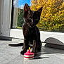 Suzie a rejoint le concours — aidez-le/la à gagner de superbes lots ! black_cat, kitten, toy, cake_toy, window, sunlight, shadow, floor, indoor, autumn, tree, yellow_leaves, nature_outside, pet, animal, cute, playful, domestic_cat, young_cat, daylight