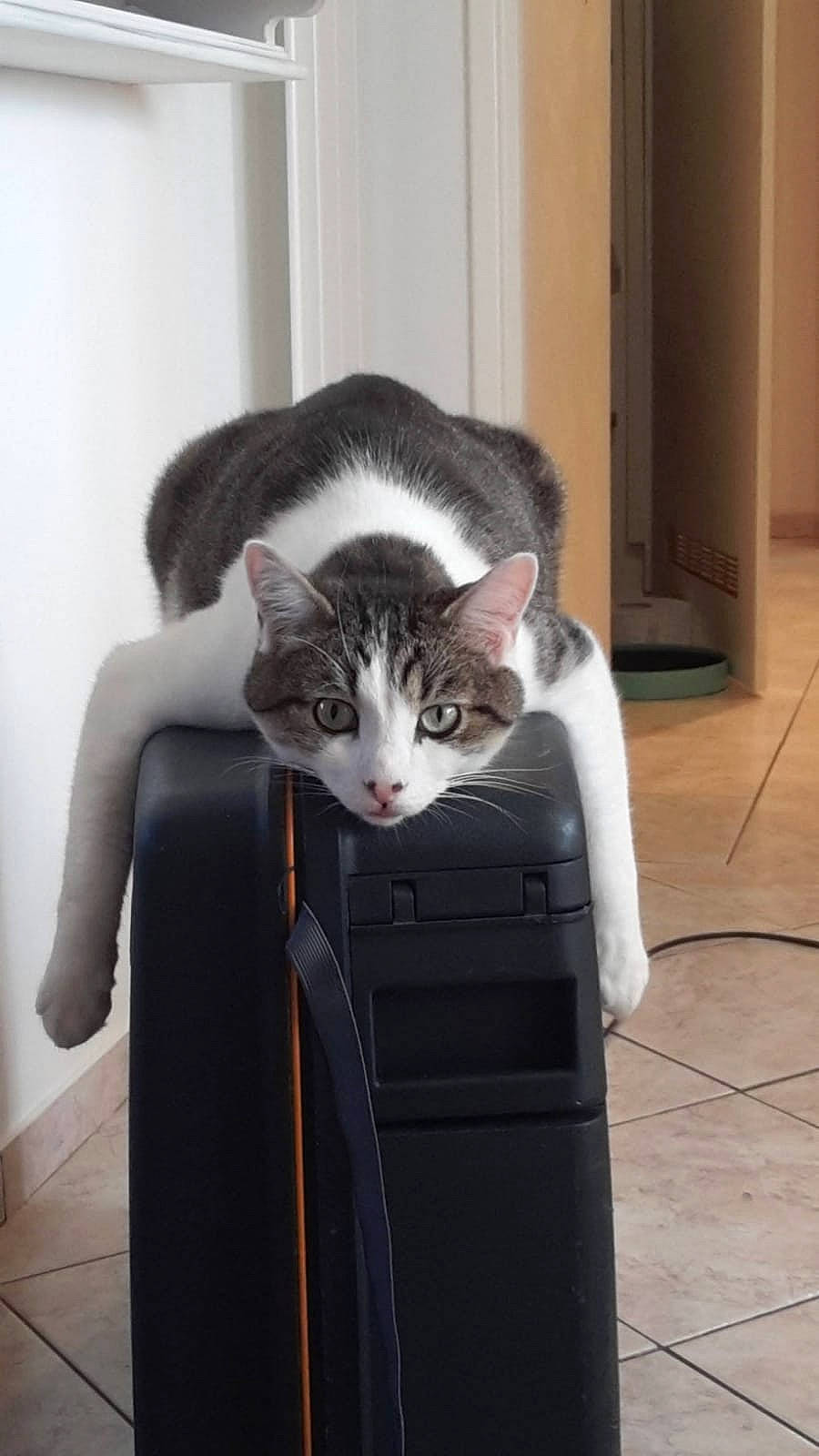 Poupouille participe au concours pour gagner de l'argent avec cette photo : box, carnivore, cat, comfort, domestic_short_haired_cat, door, eye, felidae, flooring, fur, hardwood, room, sitting, small_to_medium_sized_cats, snout, tail, whiskers, window, wood