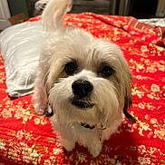 Moo Moo Lynn joined the competition — help win amazing prizes! animal, bed, bedroom, blanket, collar, cozy, cute, dog, floral_pattern, fluffy, furniture, household, indoor, looking_at_camera, pet, pillow, portrait, red, tail, white_fur