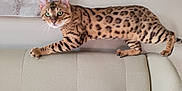 Leo is registered to the contest to win money with this photo: bengal_cat, cat, animal, pet, feline, spotted_coat, green_eyes, couch, furniture, indoor, wall, painting, whiskers, paws, tail, claws, looking, side_view, curious, domestic_cat