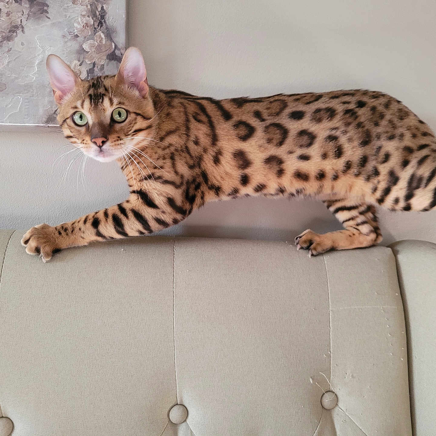 Leo is registered to the contest to win money with this photo: animal, bengal_cat, cat, claws, couch, curious, domestic_cat, feline, furniture, green_eyes, indoor, looking, painting, paws, pet, side_view, spotted_coat, tail, wall, whiskers