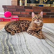 Leo is registered to the contest to win money with this photo: bengal_cat, cat, spot_pattern, rug, floor, wood_floor, monopoly_board_game, pink_ball, brick_fireplace, indoor, pet, animal, domestic_cat, curious, alert, feline, resting, household, living_room, cozy