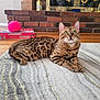 bengal_cat, cat, spot_pattern, rug, floor, wood_floor, monopoly_board_game, pink_ball, brick_fireplace, indoor, pet, animal, domestic_cat, curious, alert, feline, resting, household, living_room, cozy