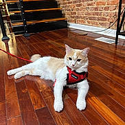 Miso joined the competition — help win amazing prizes! animal, brick_wall, cat, cute, domestic, ears, feline, floor, fur, home, house, indoor, leash, pet, red_harness, relaxed, resting, stairs, whiskers, wooden_floor
