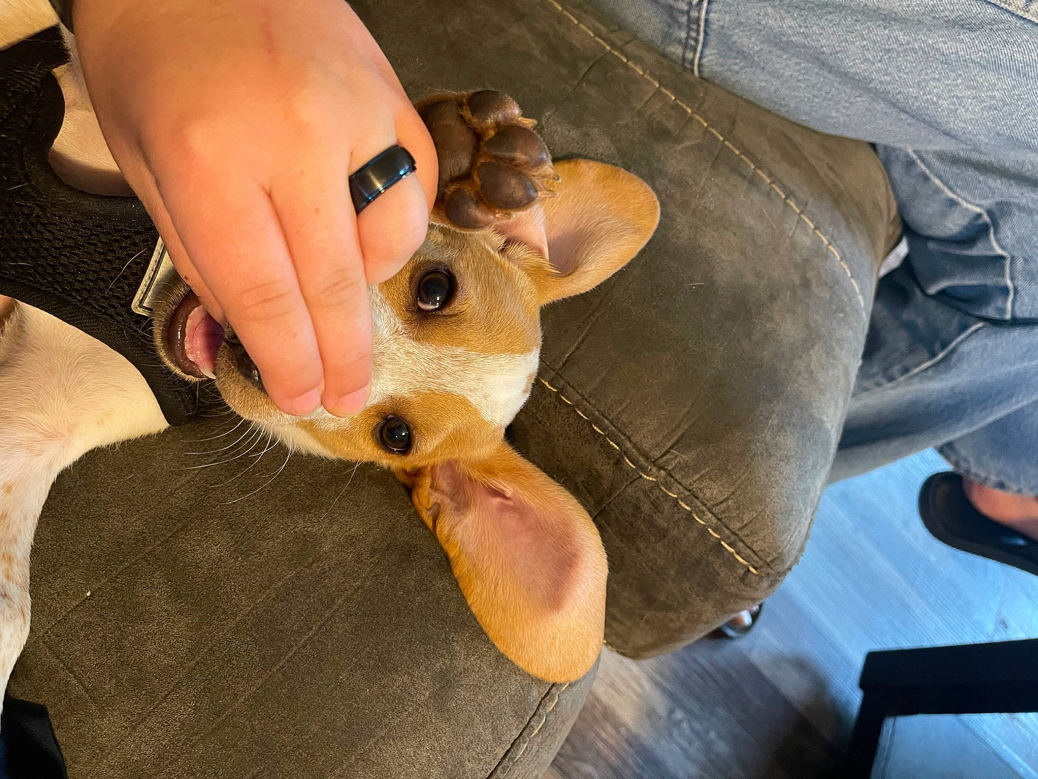 Hoppy is registered to the contest to win money with this photo: canidae, carnivore, comfort, companion_dog, dog_breed, fawn, foot, fur, gesture, guitar, human_leg, nail, paw, snout, sunglasses, thigh, thumb, whiskers, wood, wrist