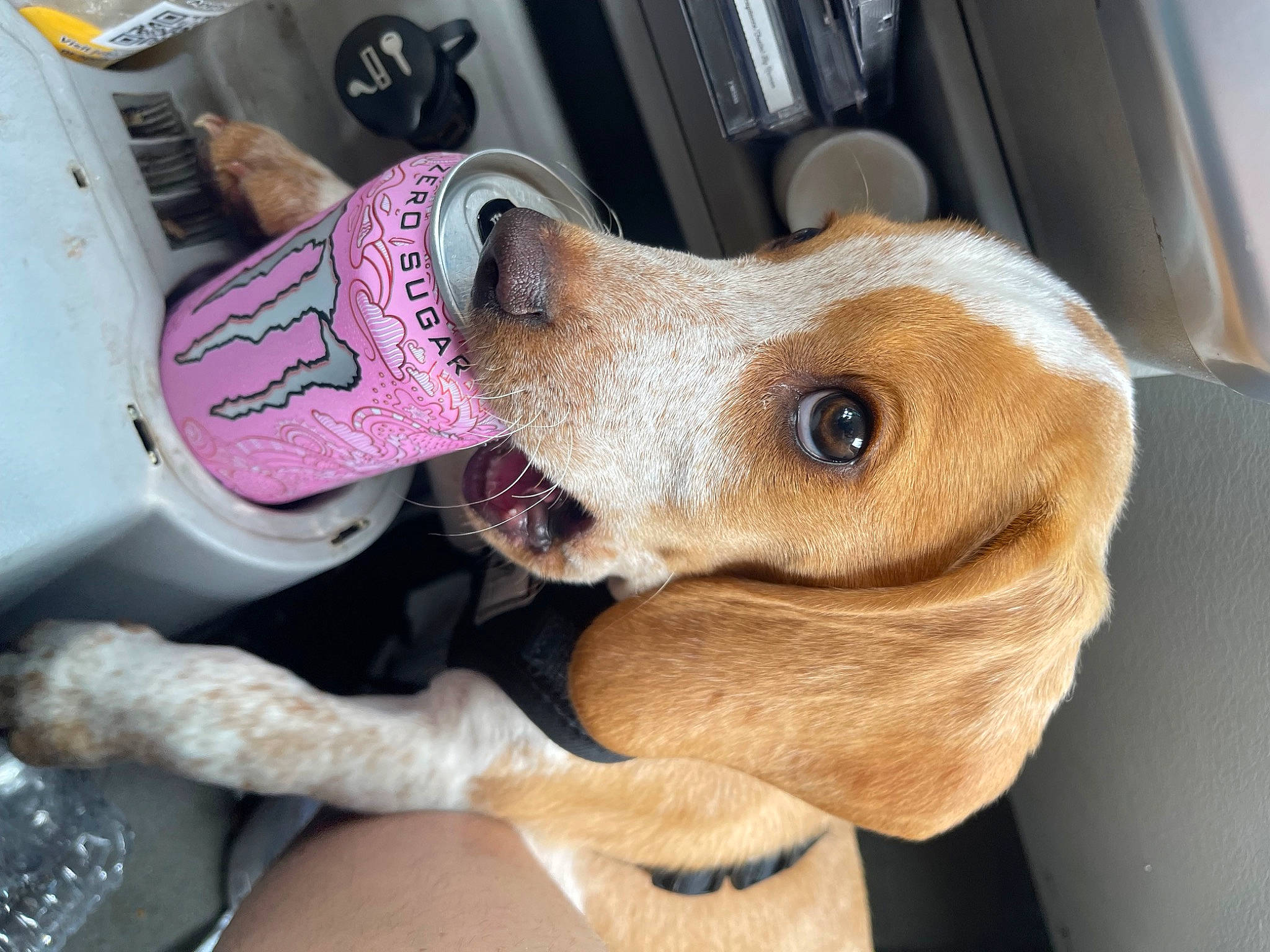 Hopper joined the competition — help win amazing prizes! canidae, car_seat, car_seat_cover, carnivore, collar, companion_dog, dog, dog_breed, ear, fawn, fur, seat_belt, selfie, snout, sporting_group, stuffed_toy, vehicle, vehicle_door, whiskers, working_animal