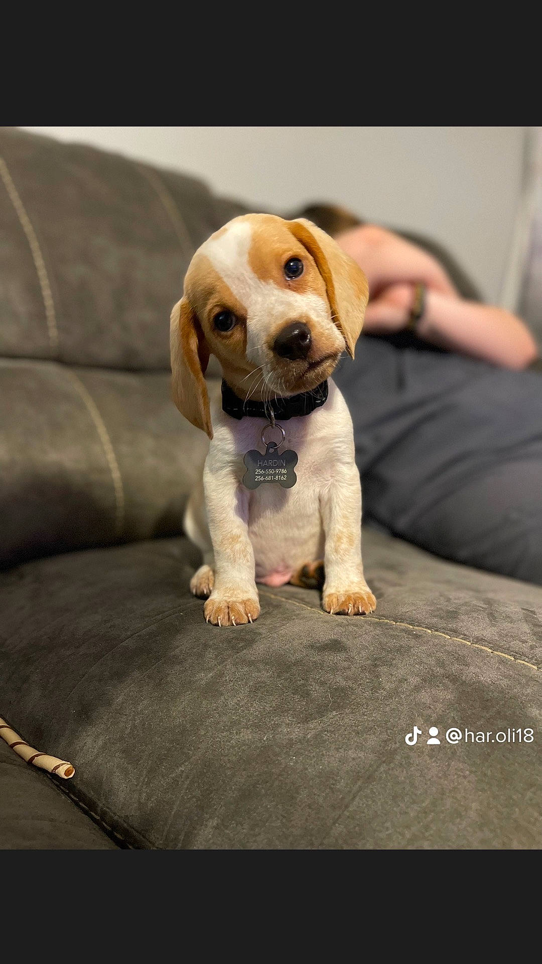 Hopper is registered to the contest to win money with this photo: beagle, canidae, carnivore, comfort, companion_dog, couch, dog, dog_breed, fawn, flash_photography, fur, hound, photo_caption, puppy_love, scent_hound, snout, sporting_group, stuffed_toy, toy, whiskers