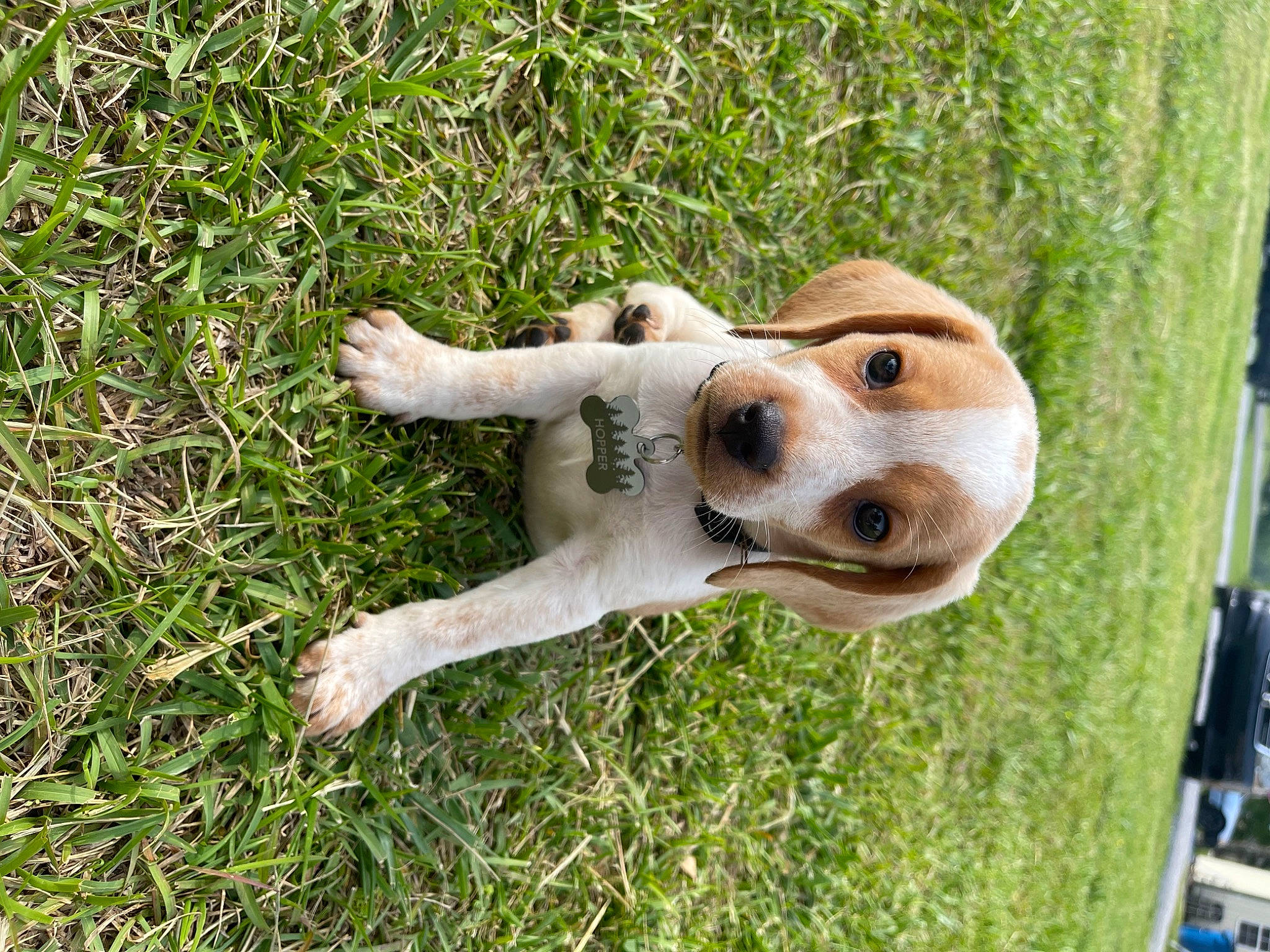 Hopper joined the competition — help win amazing prizes! bone, canidae, carnivore, companion_dog, dog, dog_breed, fawn, fur, grass, groundcover, lawn_ornament, plant, snout, sporting_group, tail, terrestrial_animal, toy, wildlife, wood, working_animal