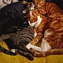animal, black_cat, blanket, cat, closeup, comfort, cozy, cuddle, domestic, fur, group, indoor, nap, orange_cat, pet, pile, resting, sleeping, tabby_cat, white_paws