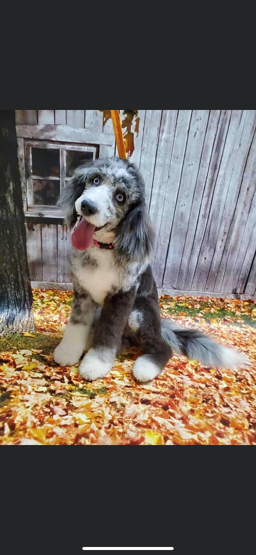 Gypsie joined the competition — help win amazing prizes! autumn, border_collie, canidae, carnivore, companion_dog, deciduous, dog, dog_breed, felidae, fur, grass, herding_dog, plant, soil, sporting_group, tail, terrestrial_animal, whiskers, wood, working_dog