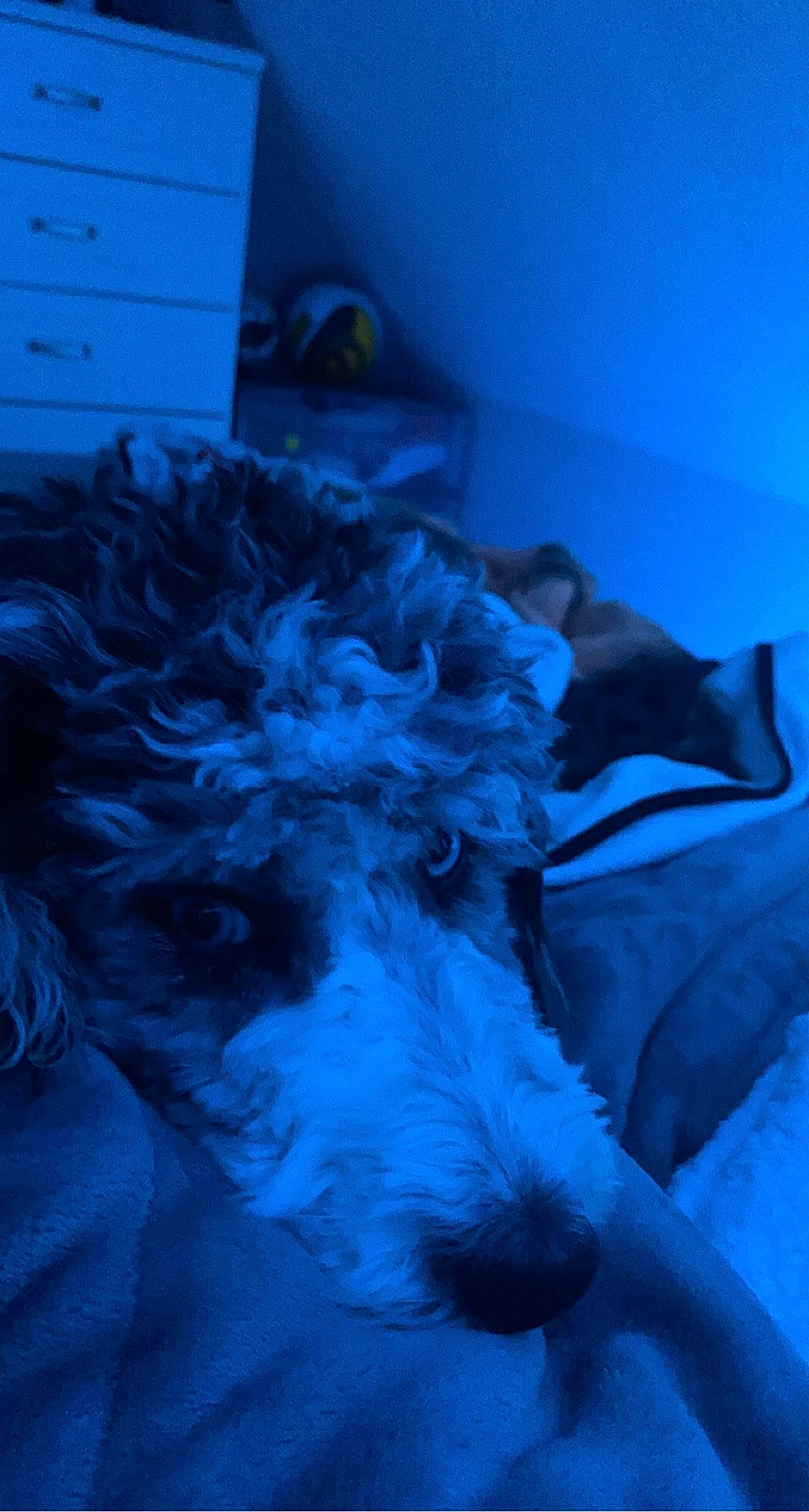 Gypsie is registered to the contest to win money with this photo: aqua, azure, blue, cabinetry, carnivore, companion_dog, dog, dog_breed, door, electric_blue, feather, fur, linens, poodle, purple, room, tail, terrier, toy_dog, wool