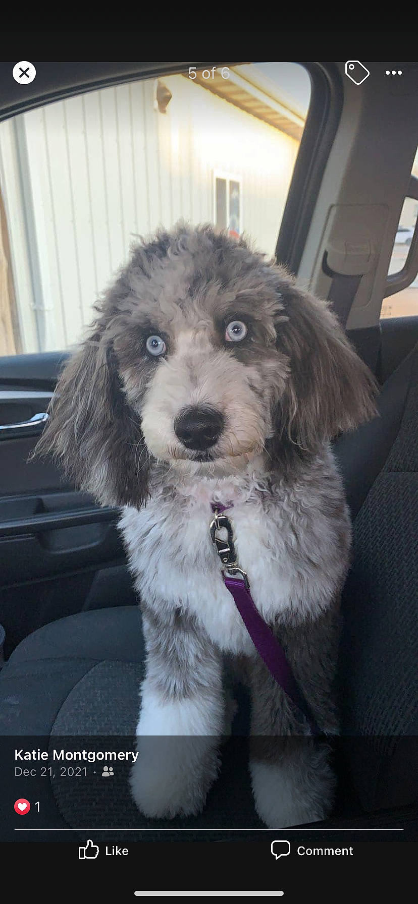 Gypsie joined the competition — help win amazing prizes! canidae, carnivore, collar, companion_dog, dog, dog_breed, dog_collar, fur, liver, non_sporting_group, paw, puppy, snout, sporting_group, terrestrial_animal, terrier, toy_dog, whiskers, working_animal, working_dog