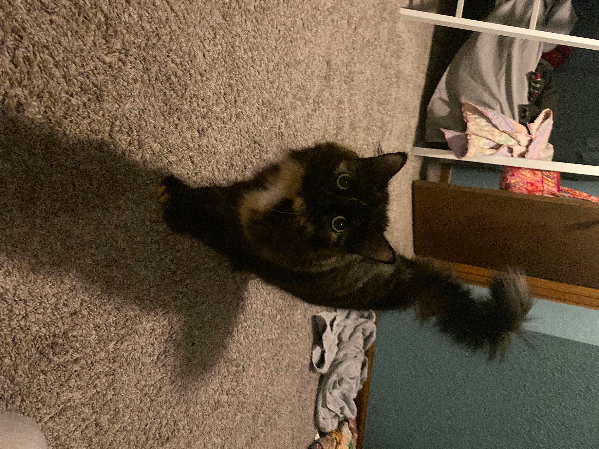 Bella is registered to the contest to win money with this photo: black_cat, carnivore, cat, claw, domestic_short_haired_cat, fawn, felidae, floor, flooring, fur, grey, paw, road_surface, shadow, small_to_medium_sized_cats, snout, tail, tints_and_shades, whiskers, wood