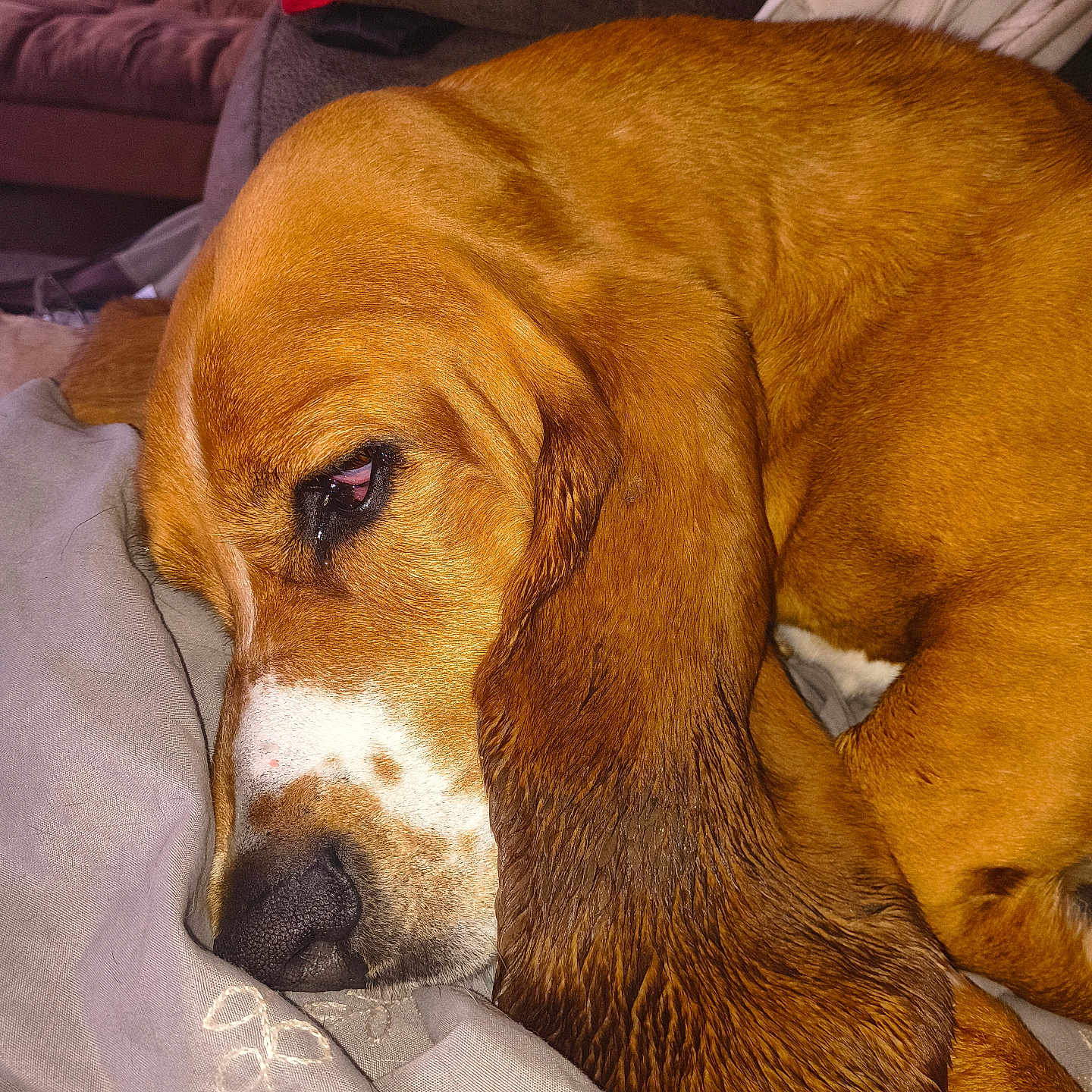 Hotrod Haring is registered to the contest to win money with this photo: animal, armchair, beagle, blanket, canine, chair, cockerspaniel, couch, cushion, dog, furniture, homedecor, hound, labradorretriever, person, pet, puppy, sleeping