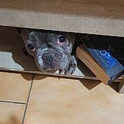 Thaïs a rejoint le concours — aidez-le/la à gagner de superbes lots ! animal_face, book, brown_floor, camouflage_pants, canine, cozy, curious, dog, eye, floor_tiles, footwear, furniture, indoor, looking_up, nose, paw, pet, resting, shadow, wooden_shelf