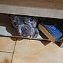 animal_face, book, brown_floor, camouflage_pants, canine, cozy, curious, dog, eye, floor_tiles, footwear, furniture, indoor, looking_up, nose, paw, pet, resting, shadow, wooden_shelf